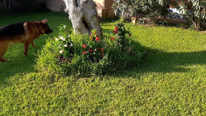 Villa Girasole Monteroni di Lecce Exteriör bild